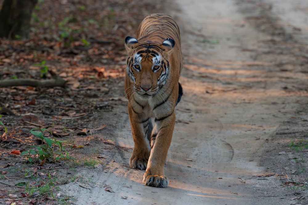 Photograph by Atul Sharma