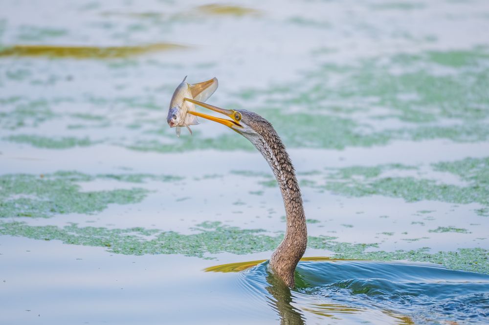 Photograph by Atul Sharma