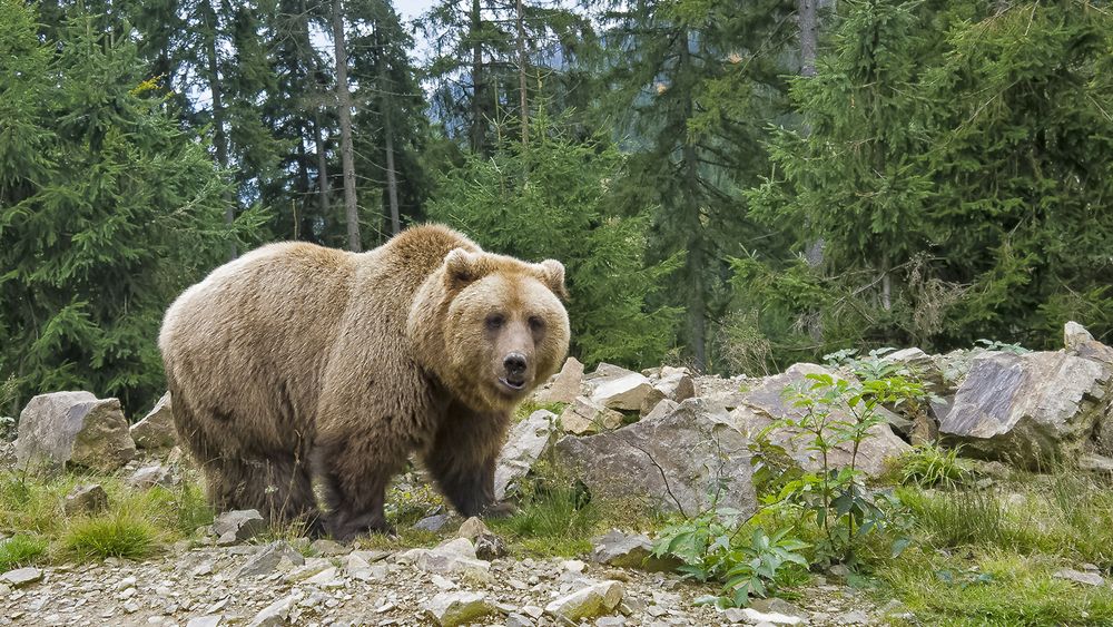 Всё, нас увидел! Делаем ноги!