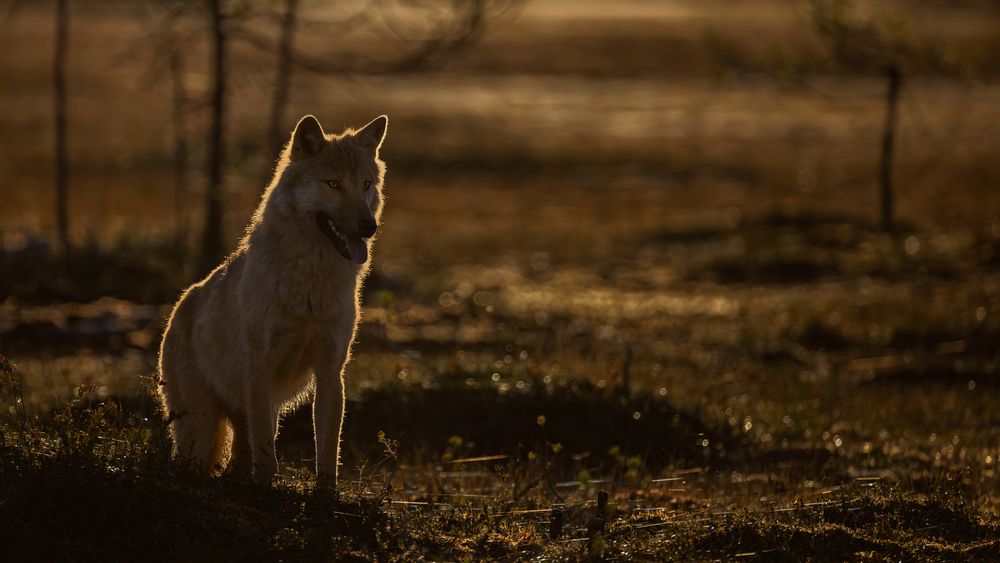 Photograph by Ruzdi Ekenheim