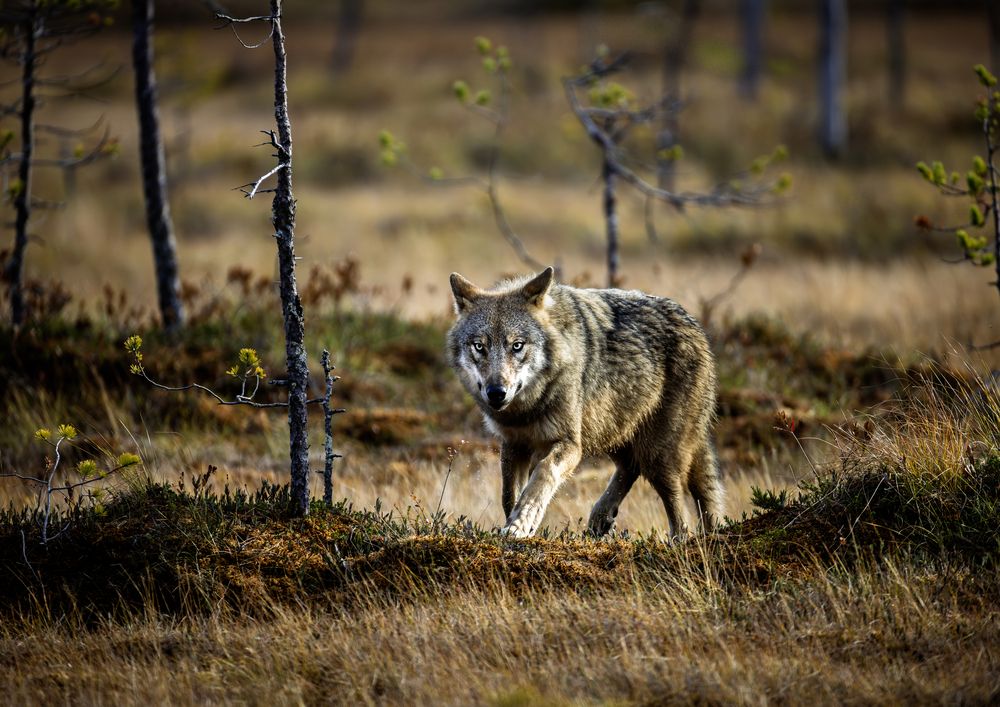 Photograph by Ruzdi Ekenheim