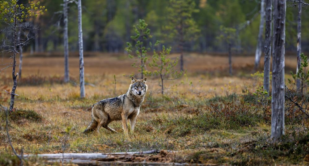 Photograph by Ruzdi Ekenheim