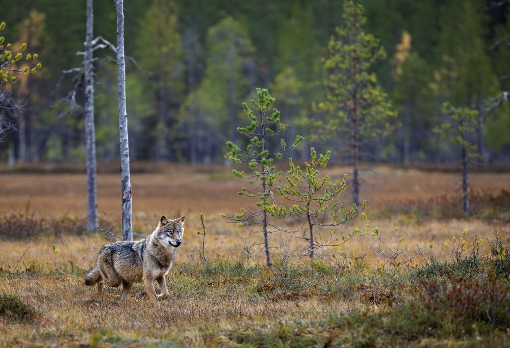 Photograph by Ruzdi Ekenheim