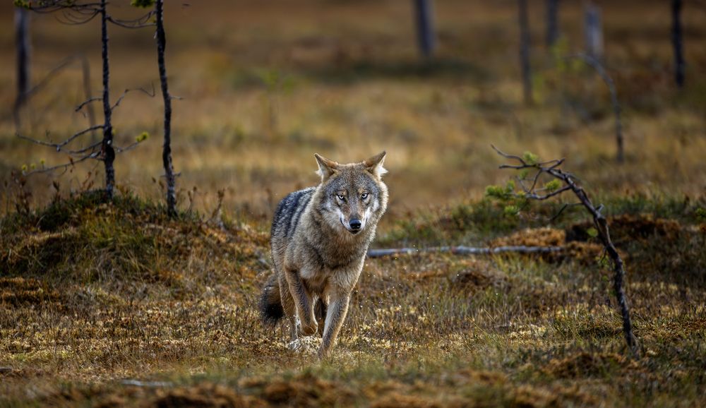 Photograph by Ruzdi Ekenheim