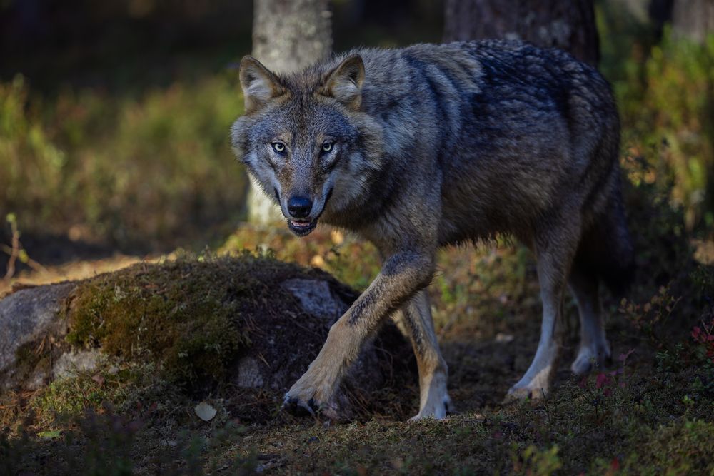 Photograph by Ruzdi Ekenheim
