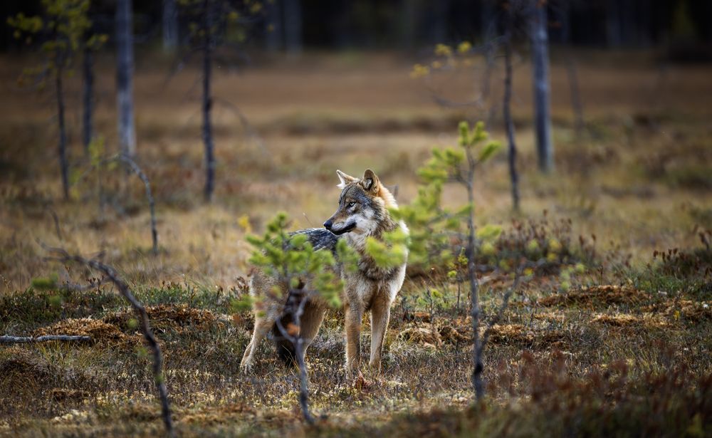 Photograph by Ruzdi Ekenheim