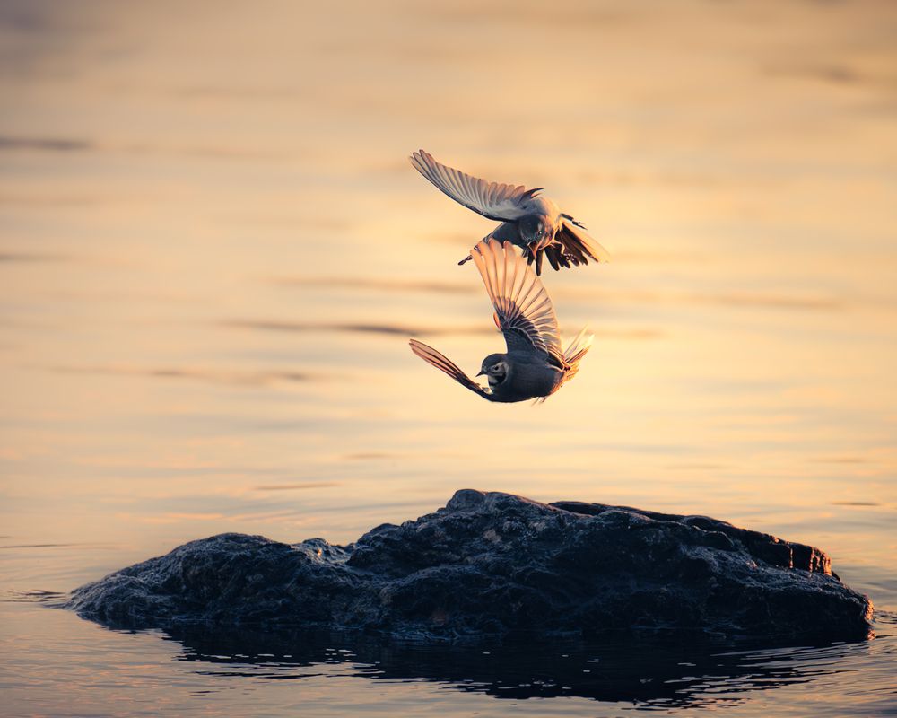 Aerial Duel at Sunset