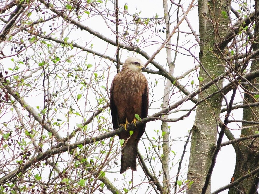 Photograph by Лариса Басова