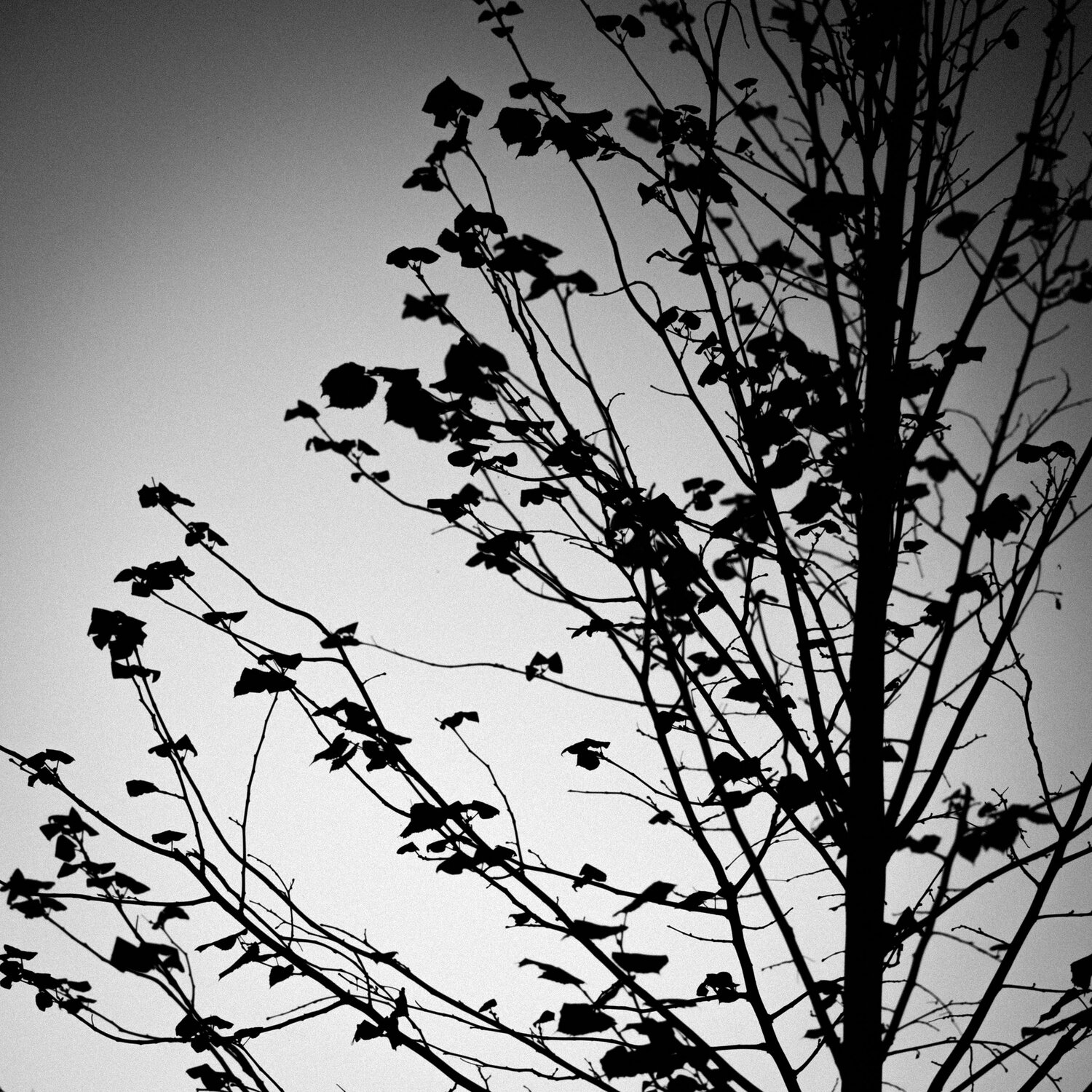 Photo #12775898