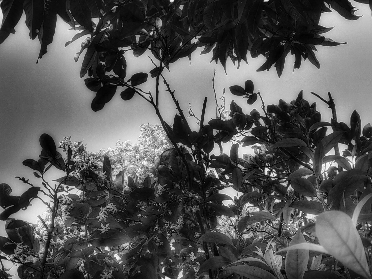 My last memory with nature