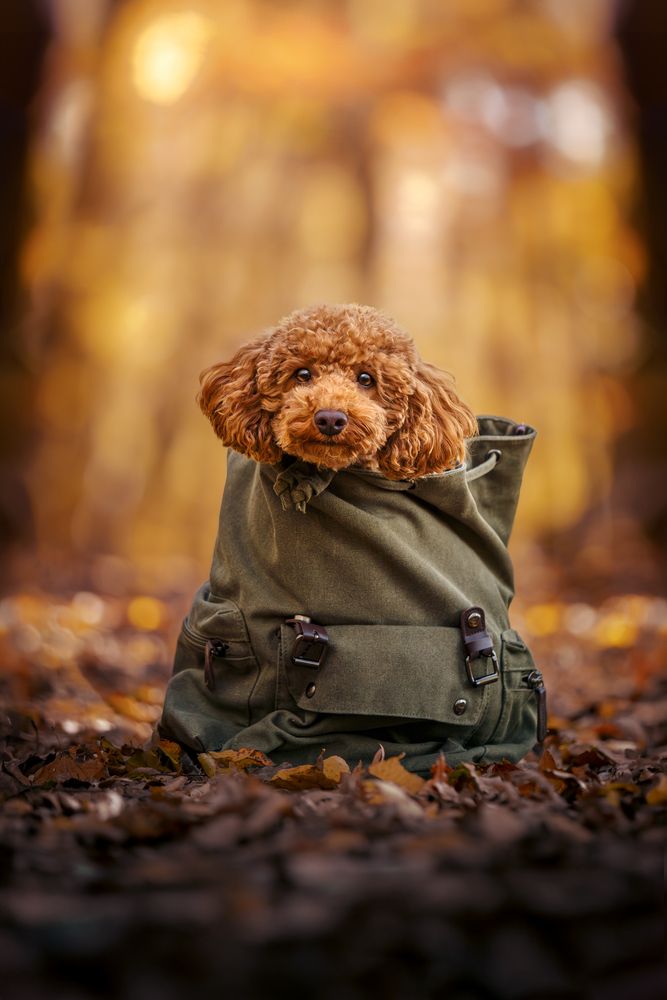 The Small Traveler