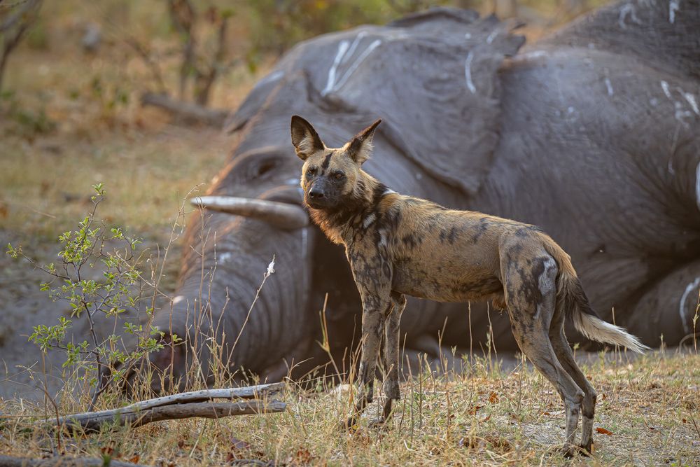 Фотография автора Paolo Barbarini