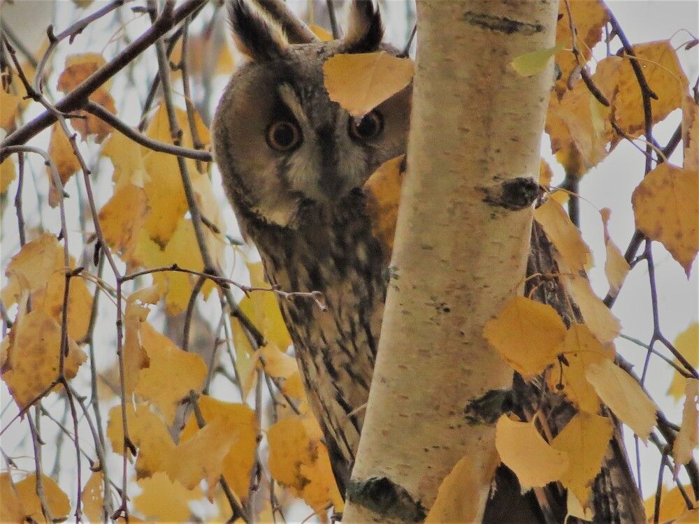 Photograph by Лариса Басова
