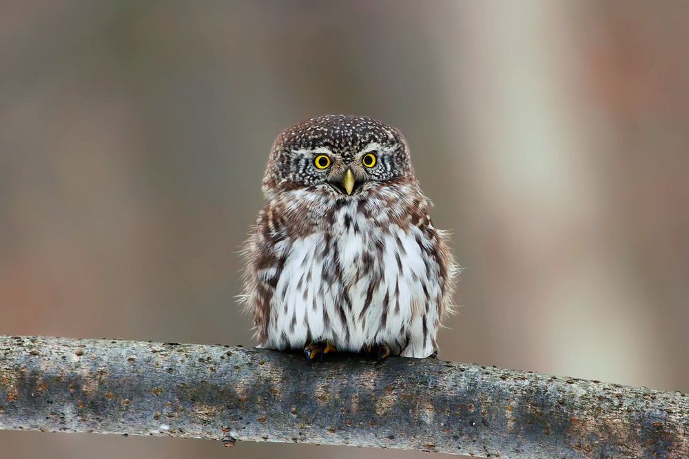 Photograph by Шульгин Вадим