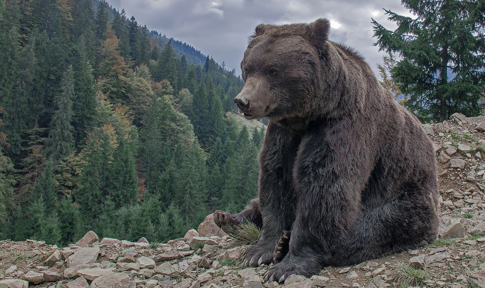 Чувствую, что голодный