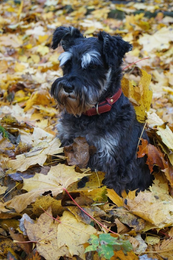 Фотография автора Светлана Васильева