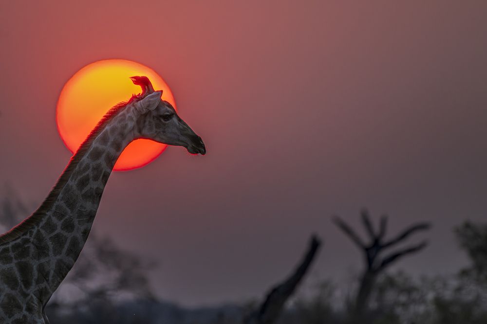 Фотография автора Paolo Barbarini