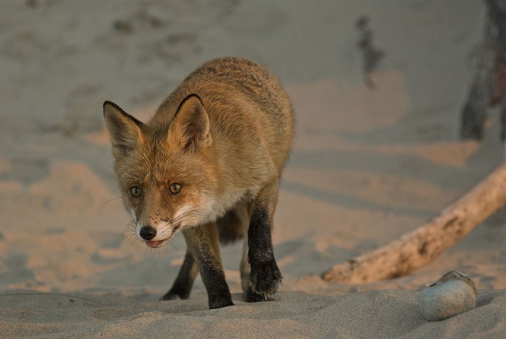 Photograph by Виктория Уварова