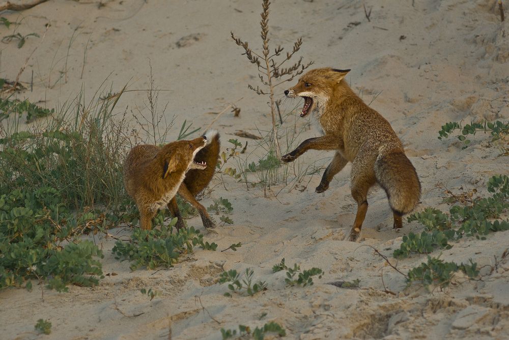 Photograph by Виктория Уварова