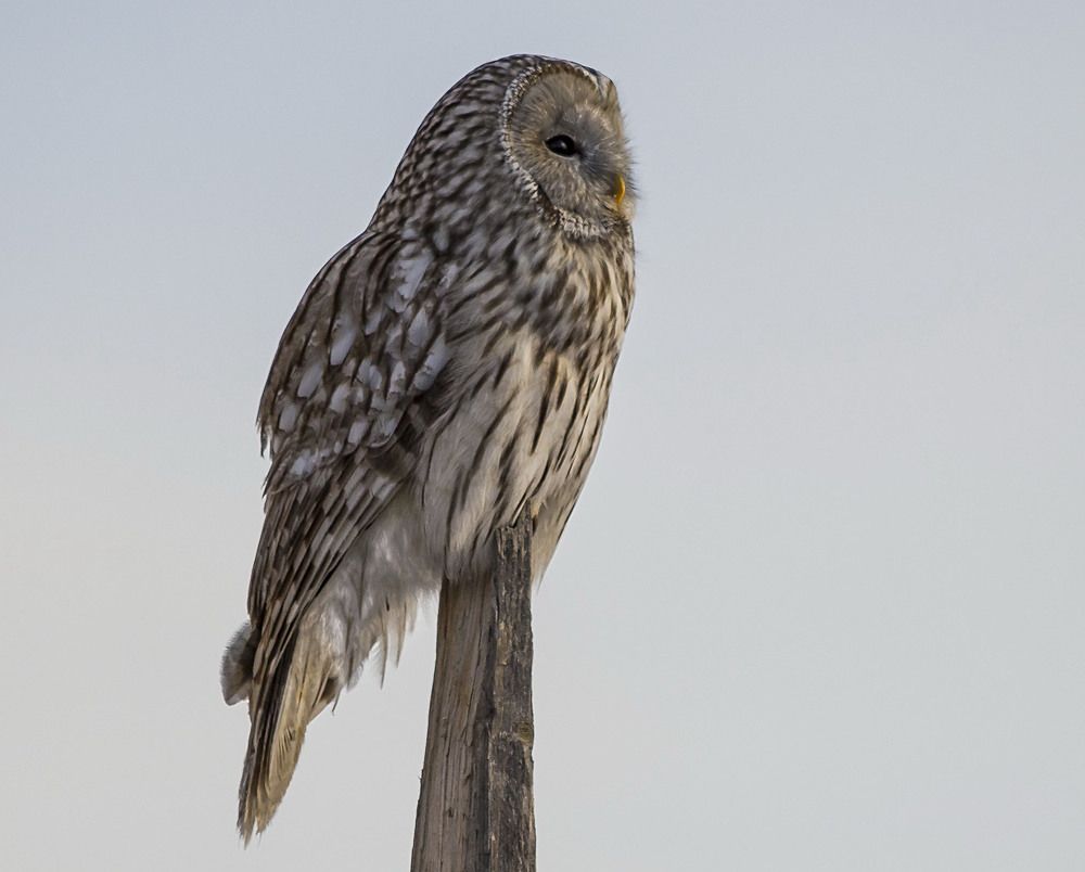 Photograph by Koledova Irina