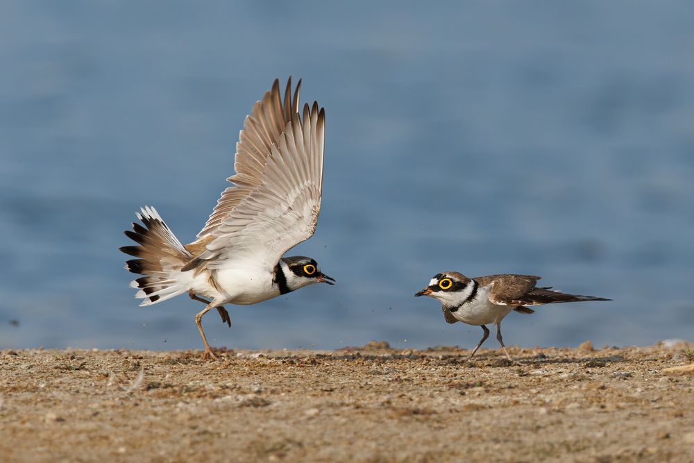 A Pair of Little Ringed Plovers fighting with each other