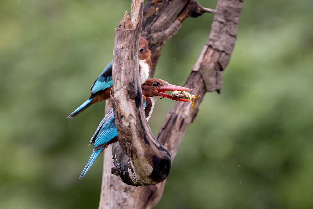 A White Throated Kingfisher with a crab catch