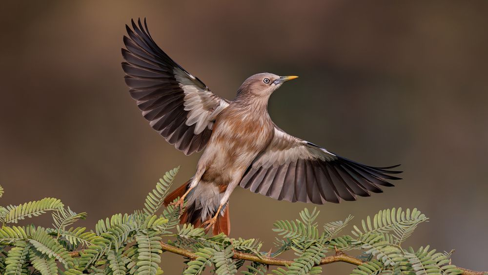 A Chestnut Tailed Starling foraging on roadside bushes
