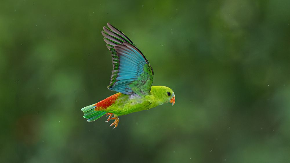 A Vernal Hanging Parrot flying to a millet form for food