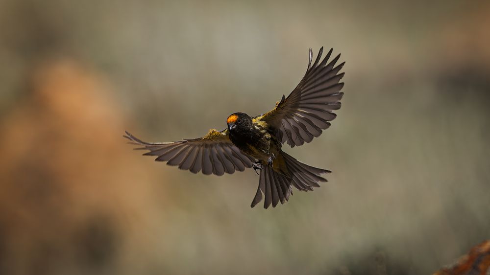 A Fire fronted Serin hunting insects for its nest