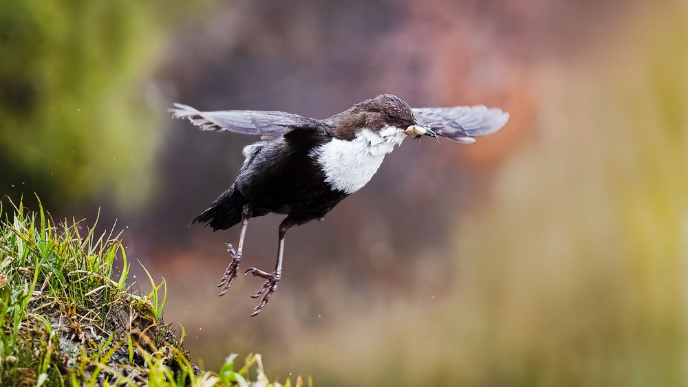 A White Throated dipper carrying food for its chicks