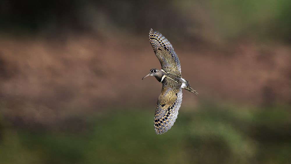 A Greater Painted Snipe distracting us from the nearby chicks