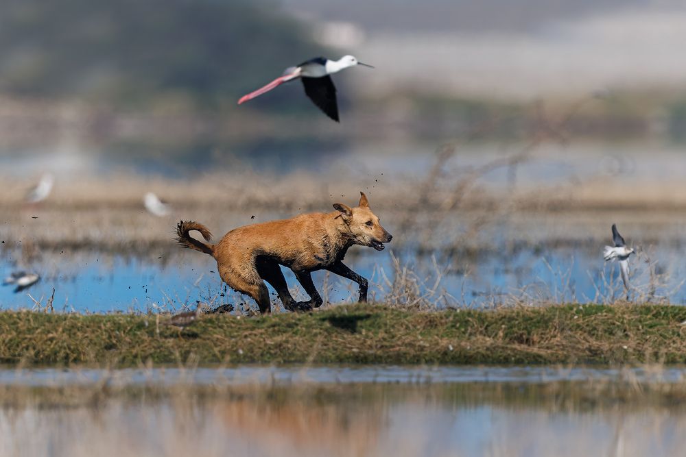 A Feral Dog attacking nesting waders in the lake