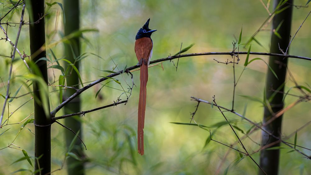An Indian Paradise Flycatcher in the forest