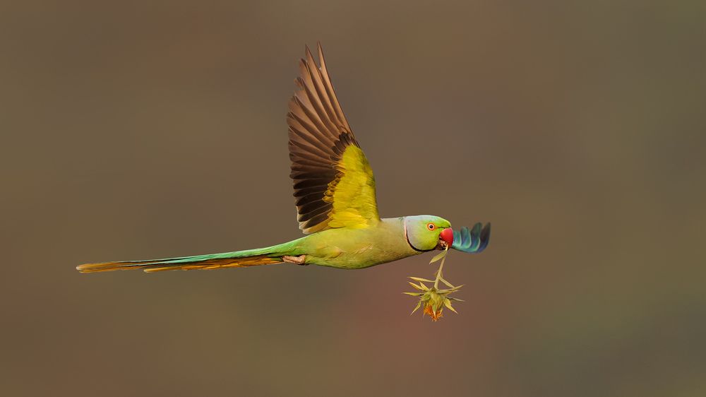 A Rose Ringed Parakeet stealing flowers from a crop