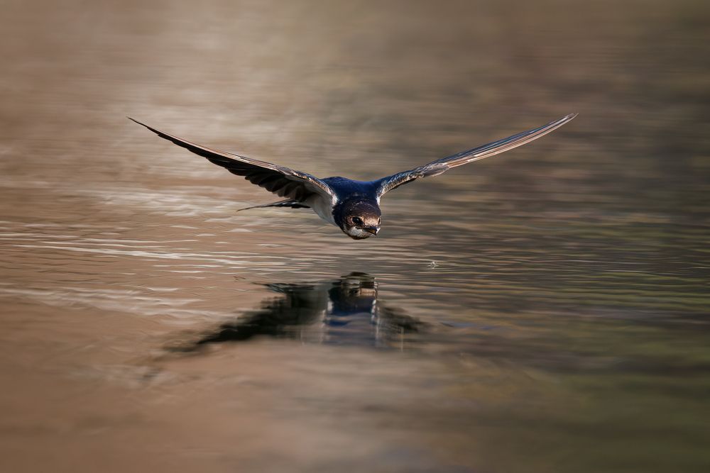 A Barn Swalllow hunting insects on the surface of the lake