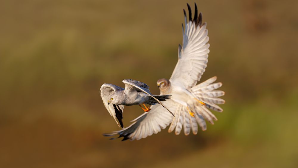 A Pallid Harrier chasing away another harrier in the grasslands