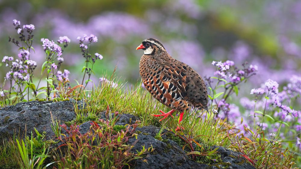 A Painted Bushquail foraging on the hillside