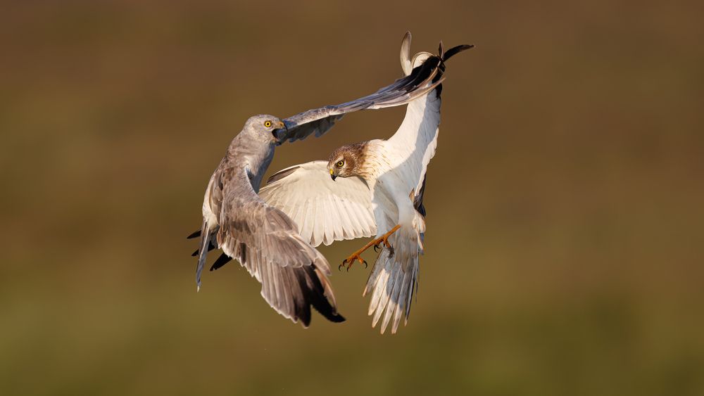 A Pallid Harrier attacking another in the grasslands