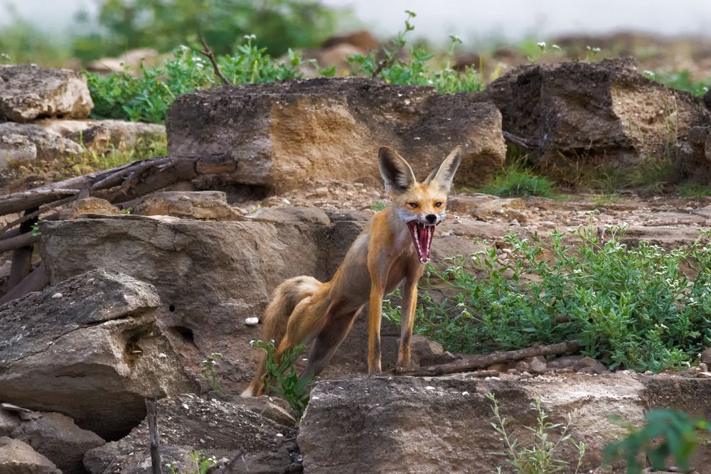 Photograph by AMARDEEP SINGH