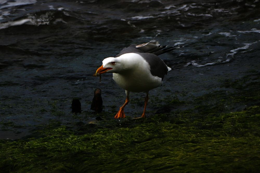 Photograph by Ernest Spiteri Gonzi