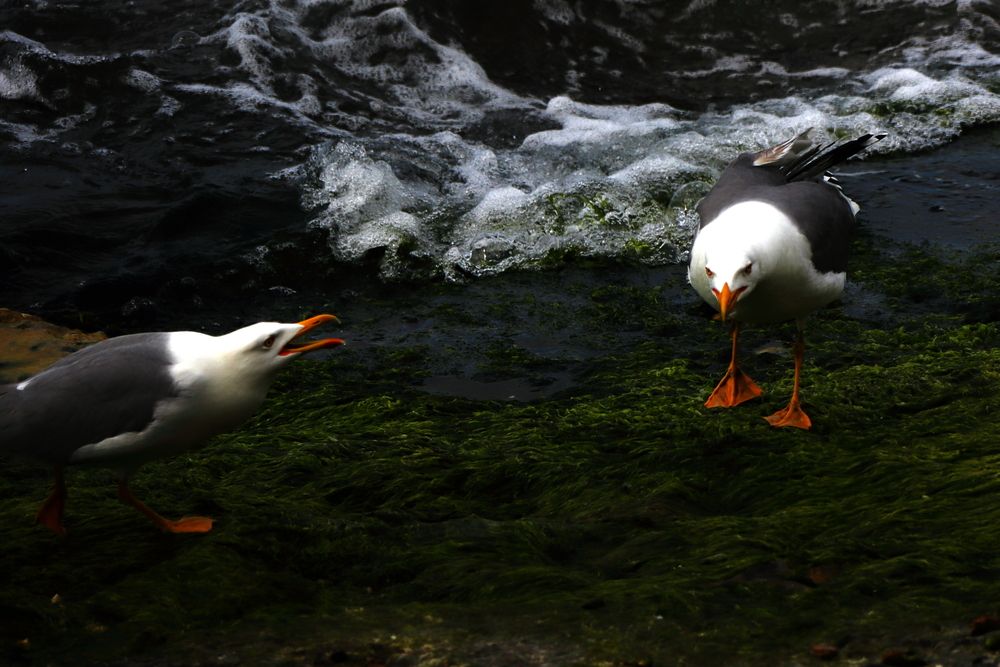 Photograph by Ernest Spiteri Gonzi