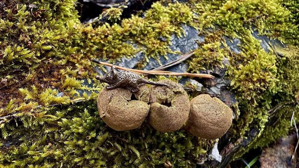 Кошельковая мышь