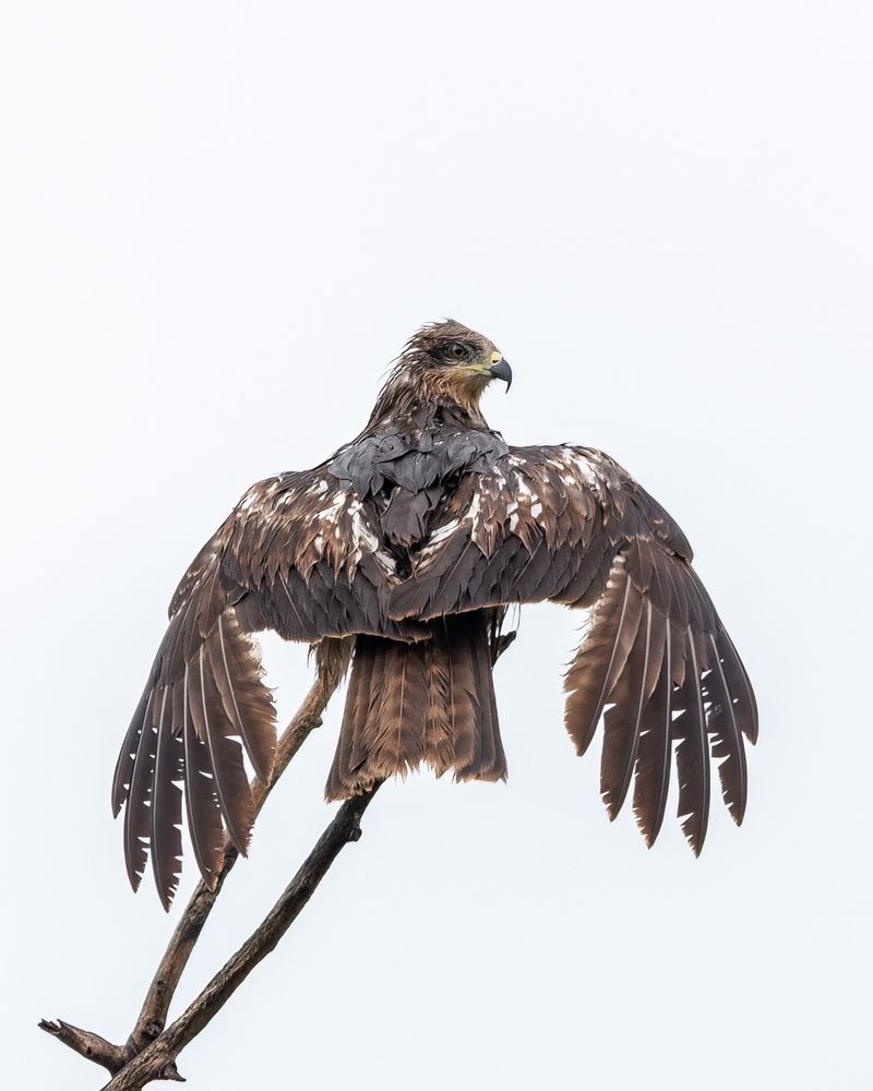 Черный коршун после сильного ливня