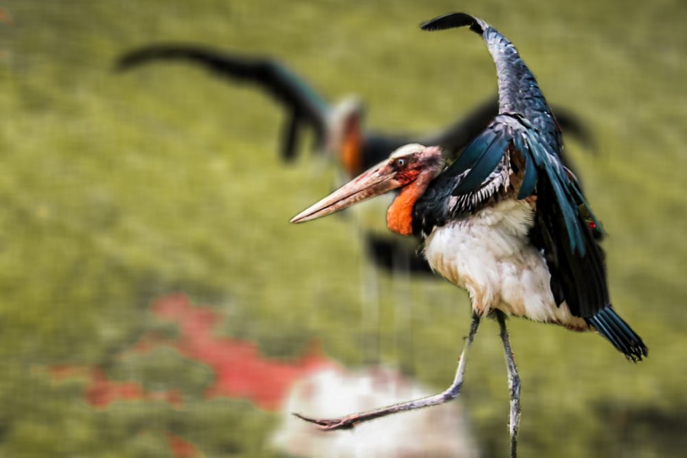 Photograph by Edi Hidayat