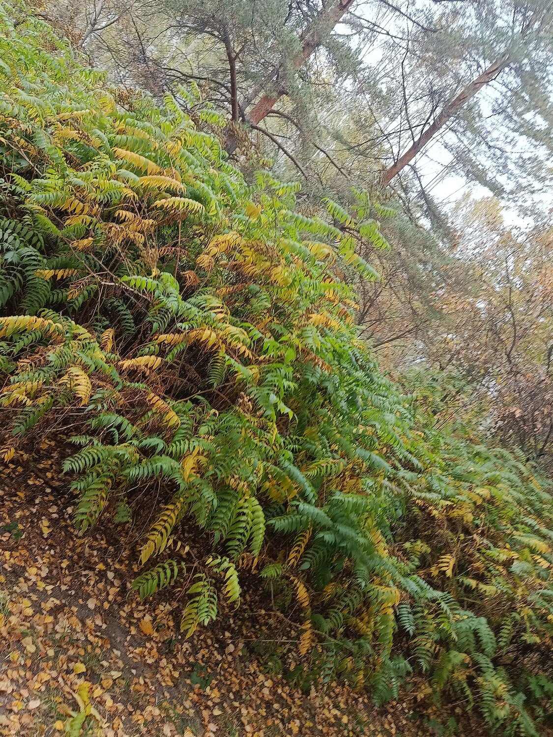 Photo #12777336