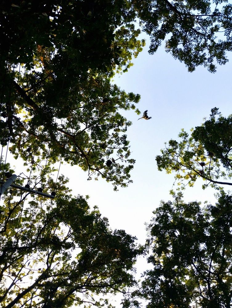 Title: Freedom Between the Branches
