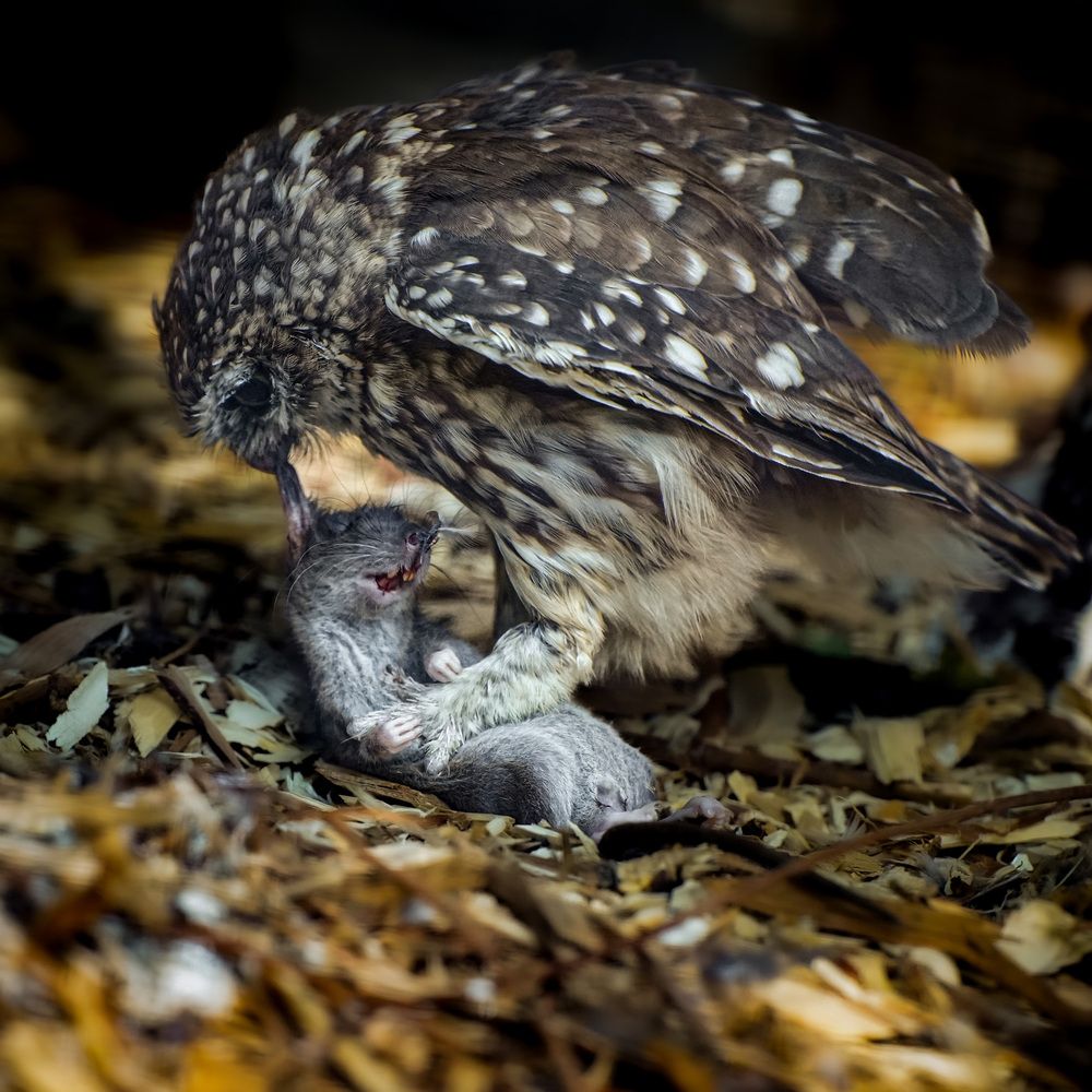 Photograph by Анастасия Подгрушная