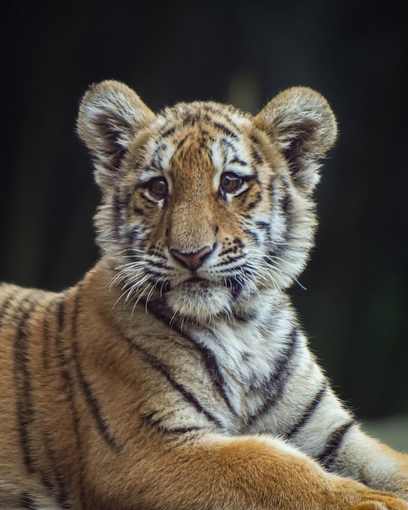 Photograph by Анастасия Подгрушная