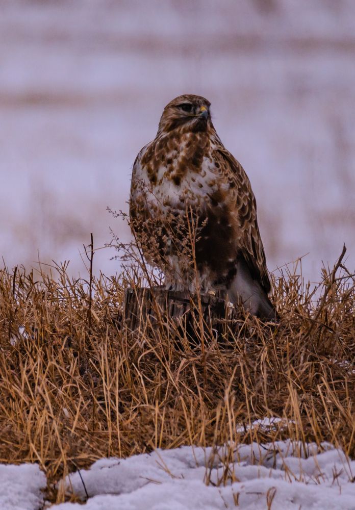 В ожидании добычи