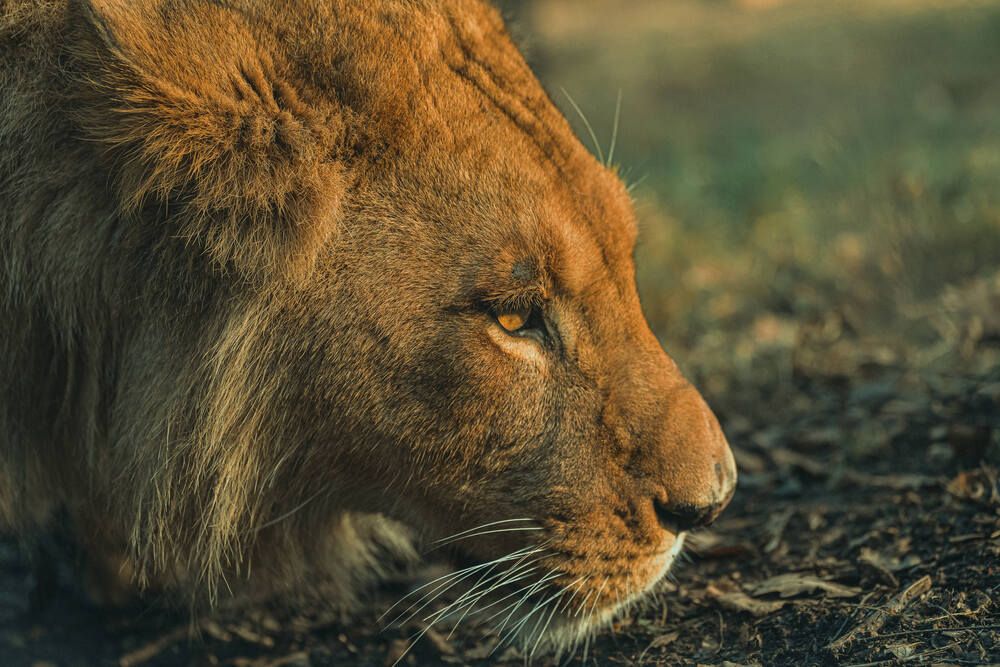 Photograph by Luka Mitrovic